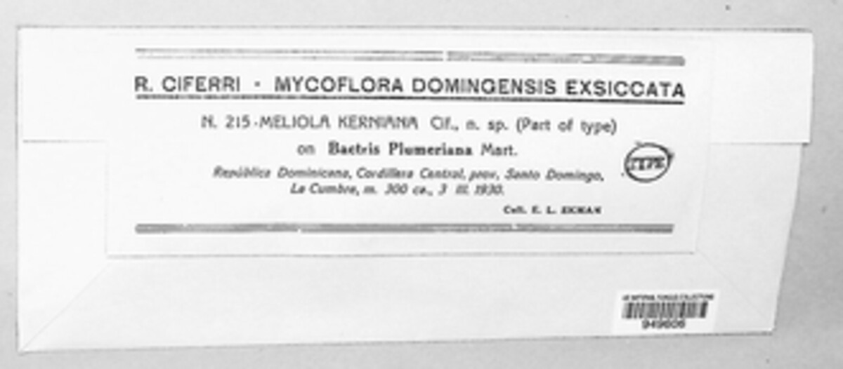 Meliola kerniana image